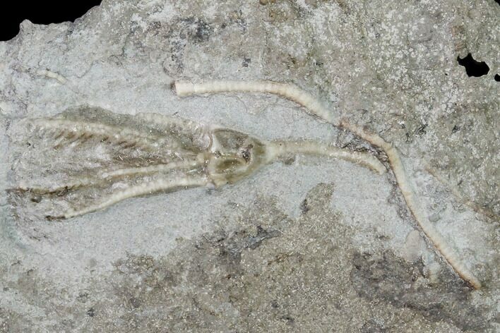 Fossil Crinoid (Dichocrinus) - Gilmore City, Iowa #149024